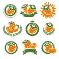 Persimmon labels and elements set. Vector