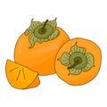 Persimmon orange fruit.Whole and sliced fruit.Doodle style.Vector image