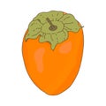 Persimmon orange fruit.Whole and sliced fruit.Doodle style.Vector image