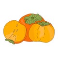 Persimmon orange fruit.Whole and sliced fruit.Doodle style.Vector image