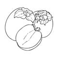Persimmon outline drawing.Black and white image of a fruit in the Doodle style.Whole and sliced fruit.Coloring.Vector image