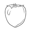 The persimmon outline icon. A delicious and healthy berry growing in a subtropical climate.