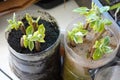 persimmon plant propagated by cuttings, persimmon branch root in sand and substrate