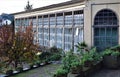 A persimmon plant with wonderfully colored leaves and the ancient and very beautiful greenhouse in the Boboli garden in Florence.