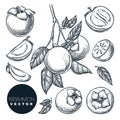 Persimmon set. Hand drawn sketch vector illustration. Tropical fruits on branch Royalty Free Stock Photo