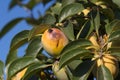 Persimmon spoiled by the action of the summer sun Royalty Free Stock Photo