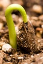 Persimmon Sprouting (Almost Done)