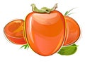 Persimmon. Summer orange fruit. Southern exotic garden agricultural plant. Autumn southern harvest. Vector illustration isolated o Royalty Free Stock Photo
