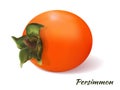 Orange persimmon vector