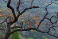 Persimmon tree Royalty Free Stock Photo