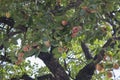 Persimmon tree is bearing fruit. Tree with edible fruit