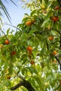 Persimmon tree and beautiful green leaves. Diospyros kaki, species of perennial Ebenaceae trees native to Asia Royalty Free Stock Photo