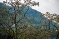 Persimmon tree in blue sky Royalty Free Stock Photo