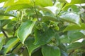 Persimmon tree branch with abundant green leaves and some buds Royalty Free Stock Photo