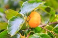 Persimmon on tree Royalty Free Stock Photo