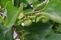 Khaki tree closeup with immature fruits