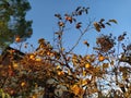 Persimmon tree in the countrysde Royalty Free Stock Photo