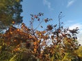 Persimmon tree in the countrysde Royalty Free Stock Photo