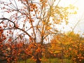 Persimmon tree with fallen leaves with lots of persimmons in autumn