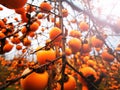 Persimmon tree with fallen leaves with lots of persimmons in autumn