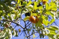 Persimmon tree fresh fruit that is ripened hanging on the branches in plant garden. Juicy fruit and ripe fruit with Royalty Free Stock Photo