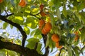 Persimmon tree fresh fruit that is ripened hanging on the branches in plant garden. Juicy fruit and ripe fruit with Royalty Free Stock Photo