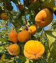 persimmon persimmon tree fruit sweet crisp yellow