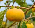 persimmon persimmon tree fruit sweet crisp yellow