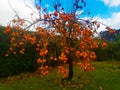 Persimmon tree full of fruit