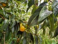 Persimmon tree with green leaves and persimmons Royalty Free Stock Photo