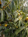 Persimmon tree with green leaves and persimmons Royalty Free Stock Photo