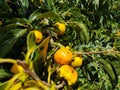 Persimmon tree with green leaves and persimmons Royalty Free Stock Photo