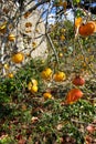 Persimmon tree