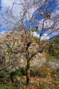 Persimmon tree