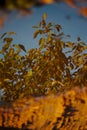 Reflection in a puddle of a persimmon tree Royalty Free Stock Photo