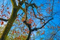 Persimmon trees and blue sky of the image