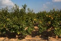 Persimmon trees in full production with a blue sky with some clouds