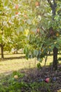 Persimmon trees with a lot of persimmons on tree branches and fallen on the ground.