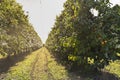 Persimmon trees with lots of persimmons. Rows of Fruit Trees. Plantation with a crop.