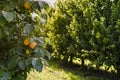 Persimmon trees with lots of persimmons. Rows of Fruit Trees. Plantation with a crop.