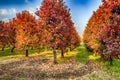 persimmon trees in regular files