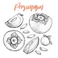 Persimmon vector drawing set. Isolated hand drawn object with Persimmon sliced piece and seeds. Fruit sketch style Royalty Free Stock Photo