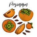 Persimmon vector drawing set. Isolated hand drawn object with Persimmon sliced piece and seeds. Fruit sketch style Royalty Free Stock Photo