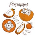 Persimmon vector drawing set. Isolated hand drawn object with Persimmon sliced piece and seeds. Fruit sketch style Royalty Free Stock Photo