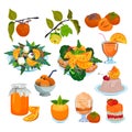 Persimmon vector fresh fruity food salad dessert ice cram jam and sweet fruit of persimmon-tree illustration set of