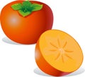 Persimmon - vector illustration