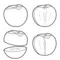 Persimmon Vector Illustration Hand Drawn Fruit Cartoon Art Royalty Free Stock Photo