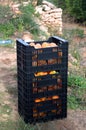 Persimmons in boxes stacked in the field during collection Royalty Free Stock Photo