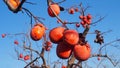 Persimmons at fruit garden, Valencia