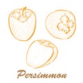 The persimmons hand drawn. Hand drawn sketch style tropical summer fruit vector illustration. Elements collection for Royalty Free Stock Photo